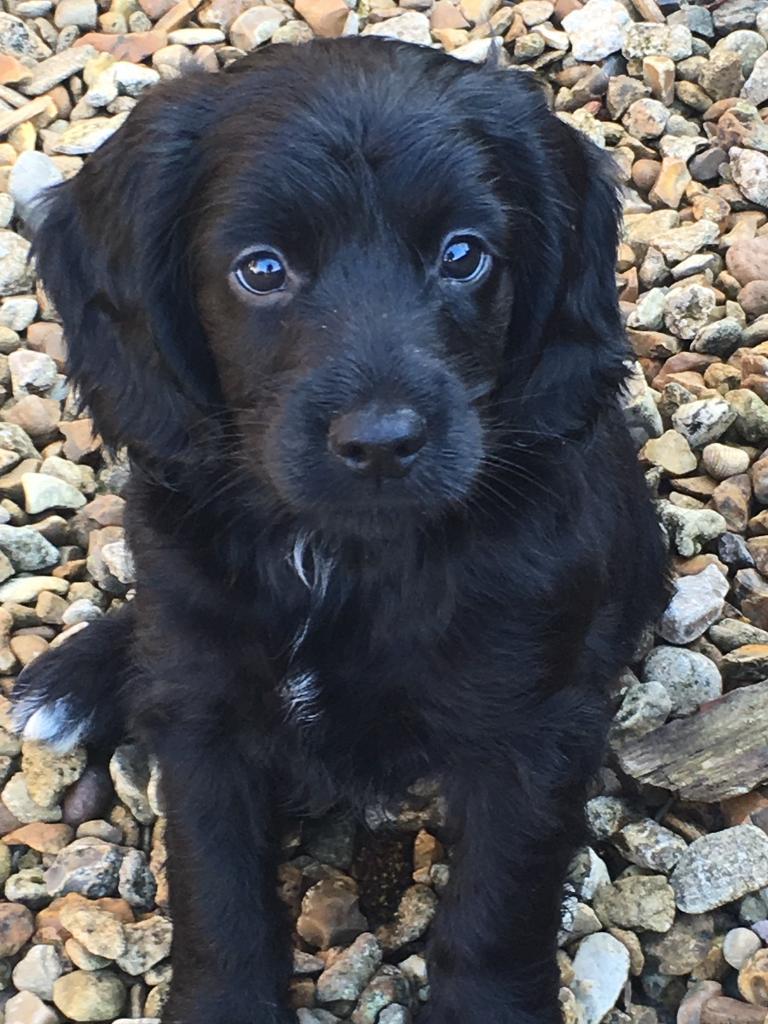 flat coated retriever gumtree